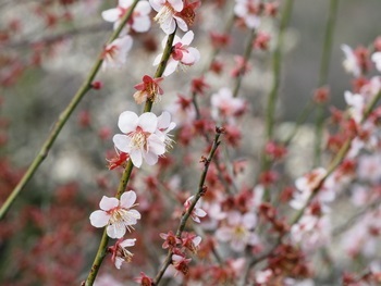 栗林公園