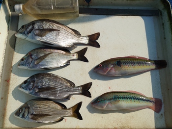 本日の釣果