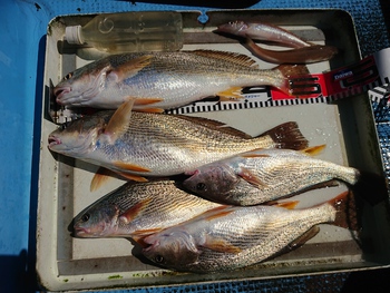 本日の釣果。