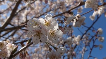 さくらんぼの花