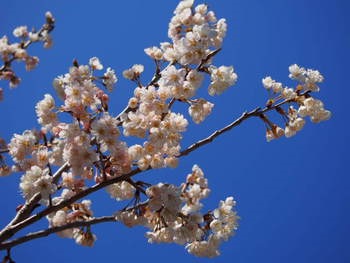 さくらんぼの花