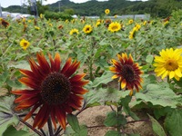 赤いヒマワリ 2024/06/15 18:05:12