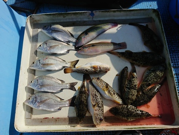 本日の釣果