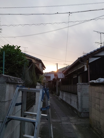 松の剪定、完了