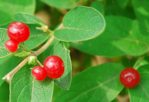 フォト 四季の花 瓢箪木 ひょうたんぼく