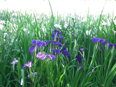 RITSURIN, IRISES & a  CLOSER VIEW