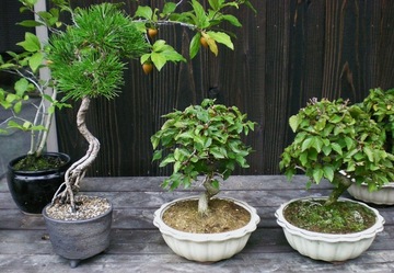 BONSAI ARTIST & MAINTENANCE