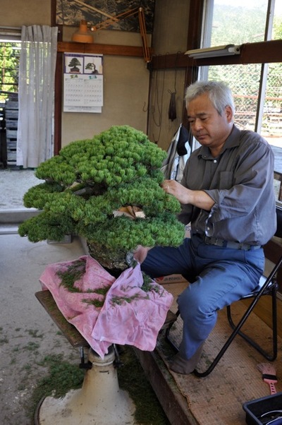 BONSAI EVENT IN TAKAMATSU