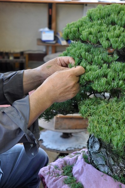 BONSAI EVENT IN TAKAMATSU