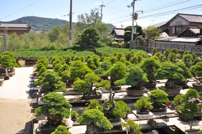 BONSAI EVENT IN TAKAMATSU