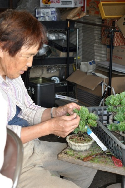 BONSAI EVENT IN TAKAMATSU