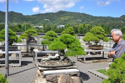 BONSAI EVENT IN TAKAMATSU