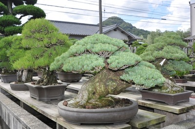 BONSAI EVENT IN TAKAMATSU