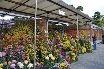 THE 11th ASIA-PACIFIC BONSAI and SUISEKI in TAMAMO PARK