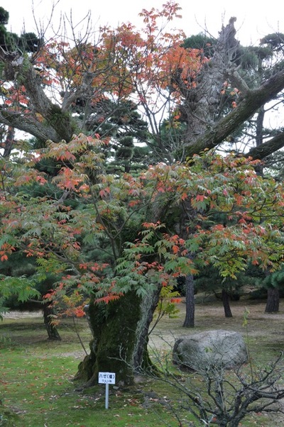 THE 11th ASIA-PACIFIC BONSAI and SUISEKI in TAMAMO PARK