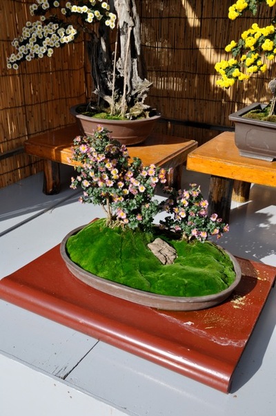 THE 11th ASIA-PACIFIC BONSAI and SUISEKI in TAMAMO PARK