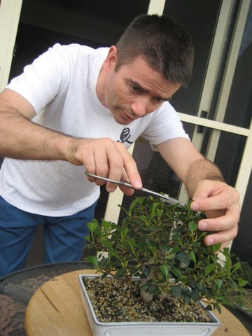 BONSAI ARTIST & MAINTENANCE