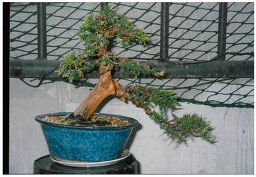 Towards  for the bonsai