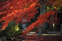 箸蔵寺の紅葉！