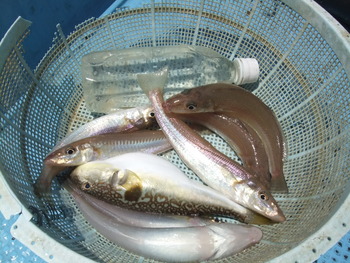 本日の釣果
