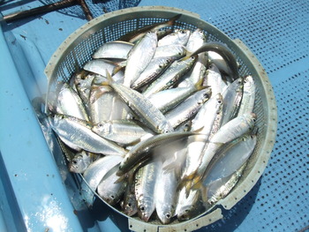 本日の釣果