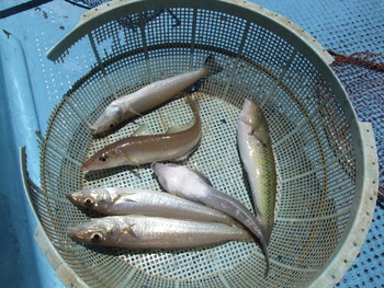 本日の釣果