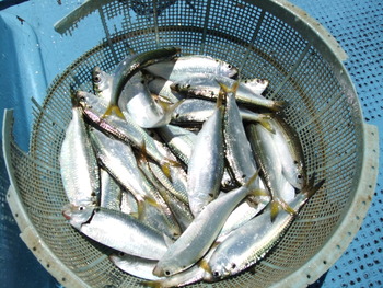 本日の釣果
