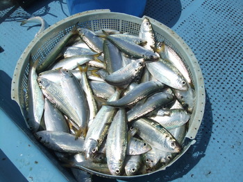 今日も釣れた