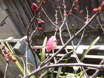 春はそこまで