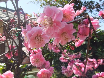 八分咲き