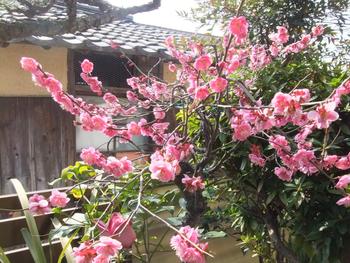 春を感じてます。
