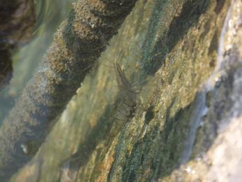夕方見た海の生き物