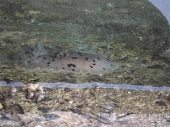 夕方見た海の生き物