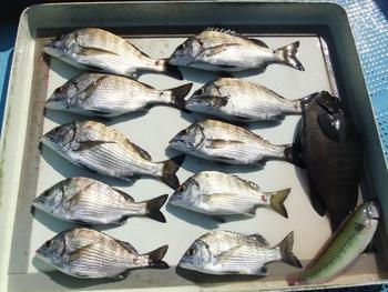 本日の釣果　９／１０