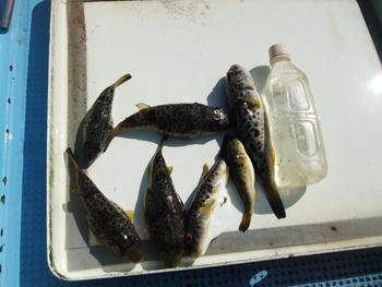 本日の釣果　９／１０