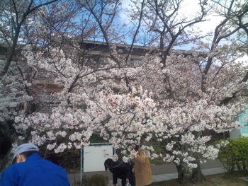 お花見やってます。