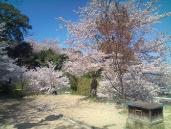 桜が満開