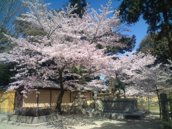 桜が満開