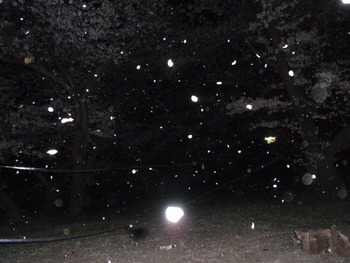 夜桜吹雪