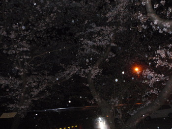 夜桜吹雪