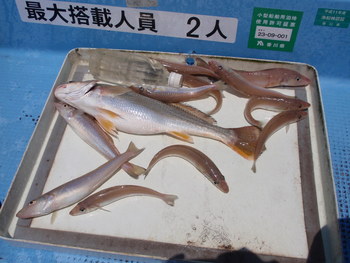 本日の午前の釣果