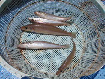 本日の釣果