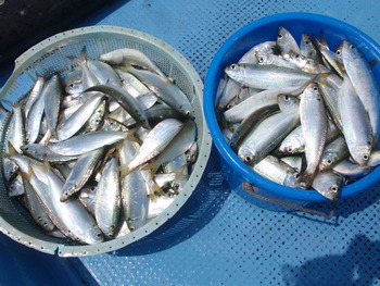 本日の釣果