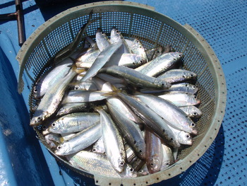 本日の釣果
