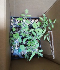 今年の一押しトマトの苗、届きました❗️