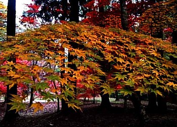 金毘羅の紅葉の撮影会