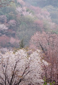 香川東讃の桜