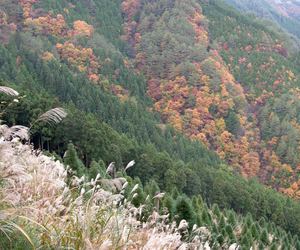 奈良県野迫川村の紅葉