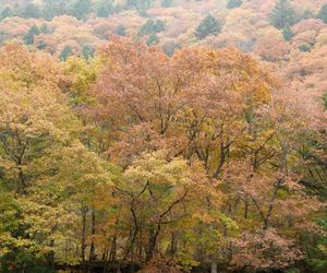 奈良県野迫川村の紅葉