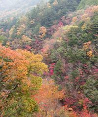 奈良県野迫川村の紅葉